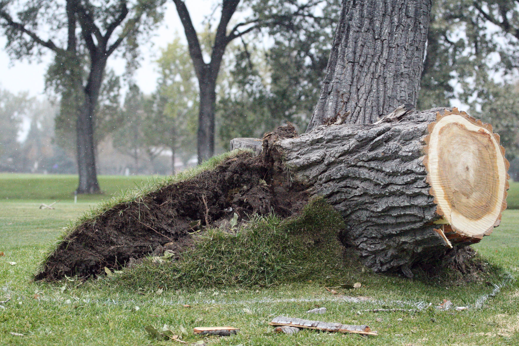 Log, Great Falls Academy.jpg